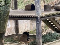 -中国大熊猫保护研究中心雅安碧峰峡基地