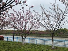 -高东镇樱花园