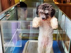 -上海崇明金茂凯悦酒店