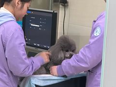 -菲尔斯特宠物医院