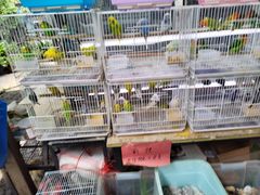 -曲阳花鸟市场(曲阳路店)