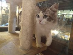 -more than meow吴止猫主题餐厅(承德 中船汇店)