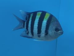 -北戴河圣蓝海洋公园