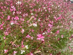 -北京市海淀外国语实验学校