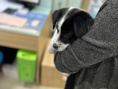 -宠福鑫康馨动物医院·骨科·眼科