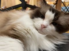 -滚猫咖啡·猫咖·猫友好撸猫(未来城店)