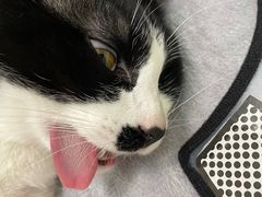-瑞派康怡24h宠物医院·犬猫医疗中心·微创绝育(瑞景分院)