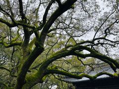 -普陀山风景名胜区-法雨禅寺