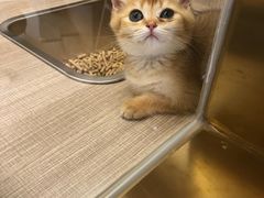 -飞行喵MR PILOT|猫舍·猫咖(静安大融城店)