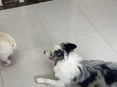 -瑞鹏宠物医院·夜间急症·心超·猫科(祖庙分店)