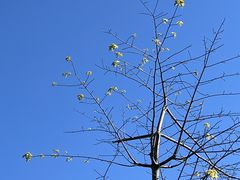 -东莞植物园