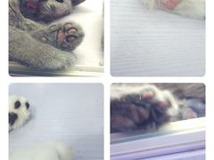 -喵的天空名猫咖啡馆·撸猫·猫舍·用品