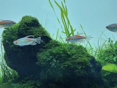 -ADA自然水景世界