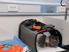 -纳吉亚猫专科动物诊疗中心(蒋宅口分院)
