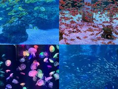 -海合安成都极地海洋公园
