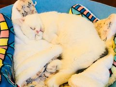 -李小姐の猫咖啡馆(五角场店)
