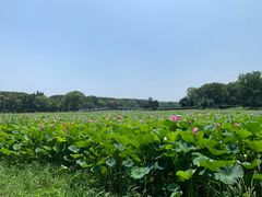 -洪湖生态旅游区