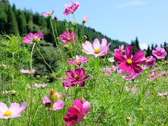 -武陵山森林公园