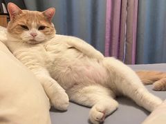 -萌兽医馆·犬猫专科·眼科中心·宠物医院(朝阳门分院)