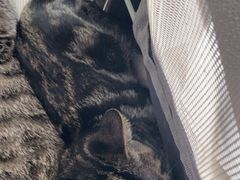-中农国际动物医院24小时·猫科·骨科·急重症中心