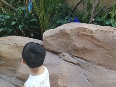 -杭州开元森泊度假乐园