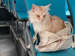 -帕帕拉兹宠物(亚洲旗舰店)