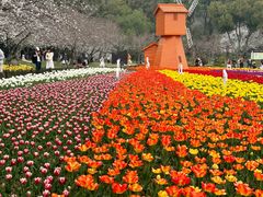 -苏州上方山国家森林公园