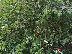 -紫燕百味鸡(银龙花园店)