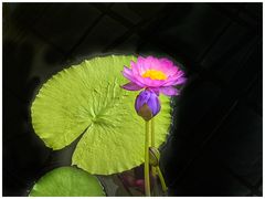 -国家植物园南园