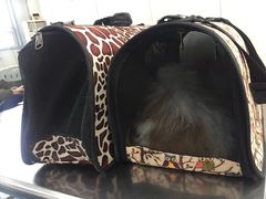 -北京赛佳动物医院