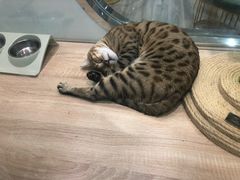 -BABIT巴比特宠物(MOMOPARK店)