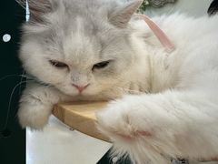 -共舞时光猫咖·狗咖(新街口店)