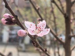 -桃花堤公园