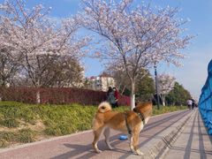 -高东镇樱花园