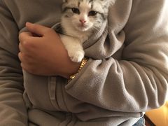 -Bastet sally猫舍购宠(静安店)