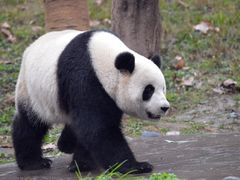 -都江堰中华大熊猫苑