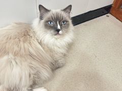 -共舞时光猫咖·狗咖(新街口店)