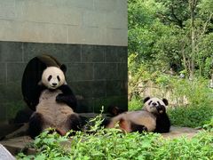 -中国大熊猫保护研究中心雅安碧峰峡基地