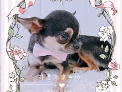 -BABYDOG宝贝狗宠物乐园(欧洲城店)