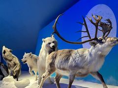 -贝林大翅鲸简餐厅(国家海洋博物馆店)