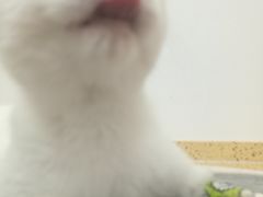 -伟伟宠物医院·瑞派猫友好医院·猫科(光谷店)