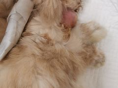 -北京观赏动物医院·24小时大型综合·猫专科·异宠专科