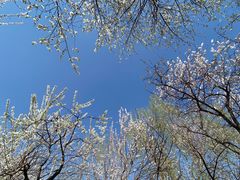 -桃花堤公园