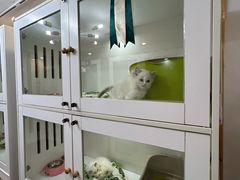 -青奢宠物·青奢猫舍