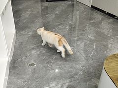 -东莞宠友24H宠物中心医院·转诊夜诊·异宠(新河北路院)