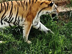 -青藏高原野生动物园