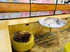 -喵匠猫主题咖啡(凯德和平广场店)