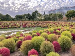 -春花秋色城市公园