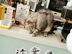 -平行世界·猫咖(首经贸店)