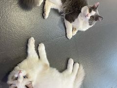 -十年猫舍·猫咪专门店(普陀店)